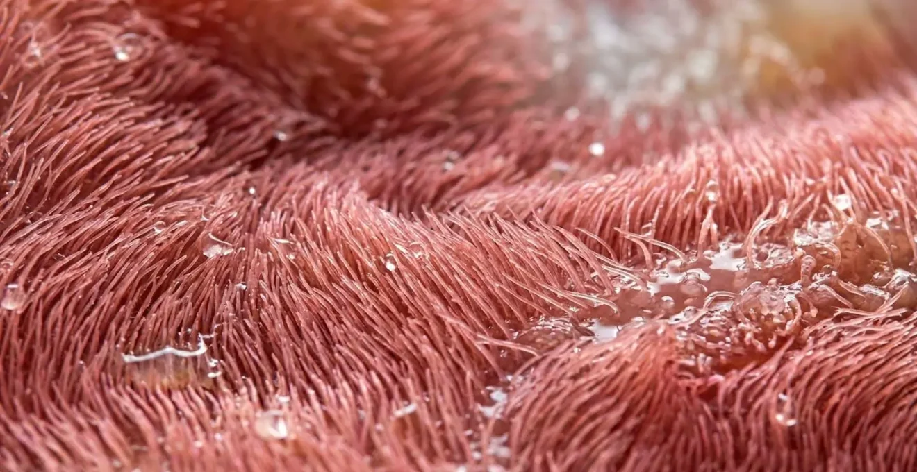 Vue macro des cils bronchiques en cours de régénération après l'arrêt du tabac